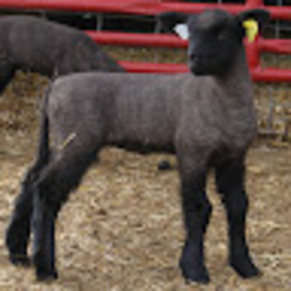 Meet your Posher, Chris - Picture 1 of 1